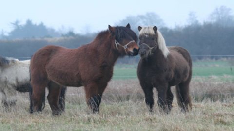 Islandsk hest