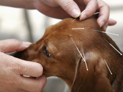 Akupunktur til hunde 